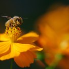bee stop on a chrysanthemum