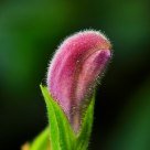 A bud
