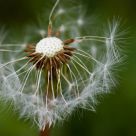 Partial Dandelion