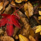 A Red and Golden Fall