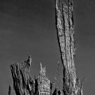 Stump Drama