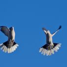 Posing in the air