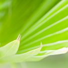 palm frond