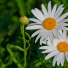 daisies in pairs