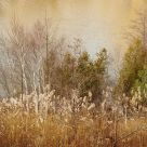 Late November