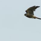 American Kestrel