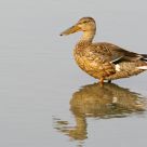 Female Northern Shoveler