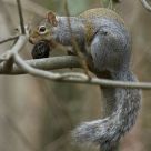 Big Nut