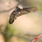 Flight