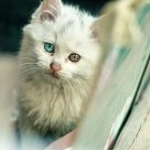 Blue Eyed Beauty