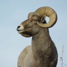 Full Curl Big Horn Sheep
