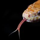 A snake's tongue