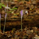 Colchicum Autumnale