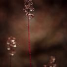 jewels
