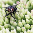 Sarcophaga carnaria