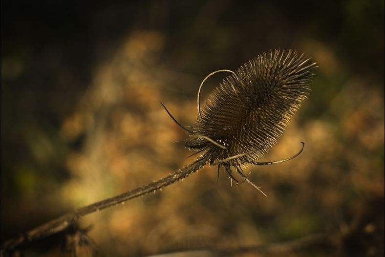 Teasel