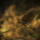 Teasel
