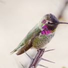 Hummingbird 4