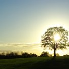 Lone tree in winter