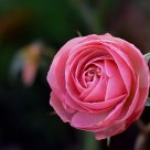 Opening flower