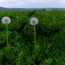 Dandelions