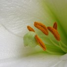 soothing arms