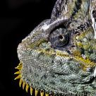 Profile of a chameleon