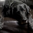 Lounger