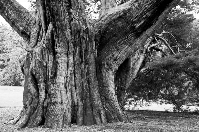 Wood...
