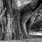 Wood...