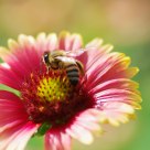 one flower,one world