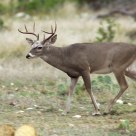 Panning a Texas White Tail Deer