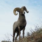 Colorado Big Horn Sheep
