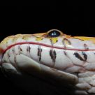 Snake Portrait