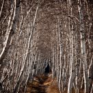 Into the forest