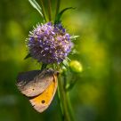 Butterfly on the trifolium