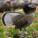 Grouse Plumage