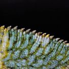 A reptiles back