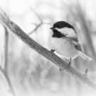 Chickadee in Monochrome