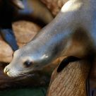 Sea lion