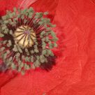 Poppy heart
