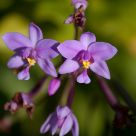 naupaka blossoms