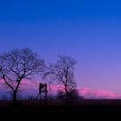 Two Trees and a Hut