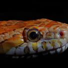 Snake Eye