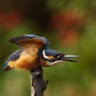 Funny kingfisher