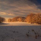 Golden Winter Forest