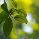 Green leaves of last autumn
