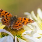 Butterfly short break