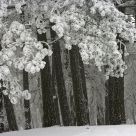 Winter in the Woods