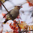 Cedar Waxwing Feeding
